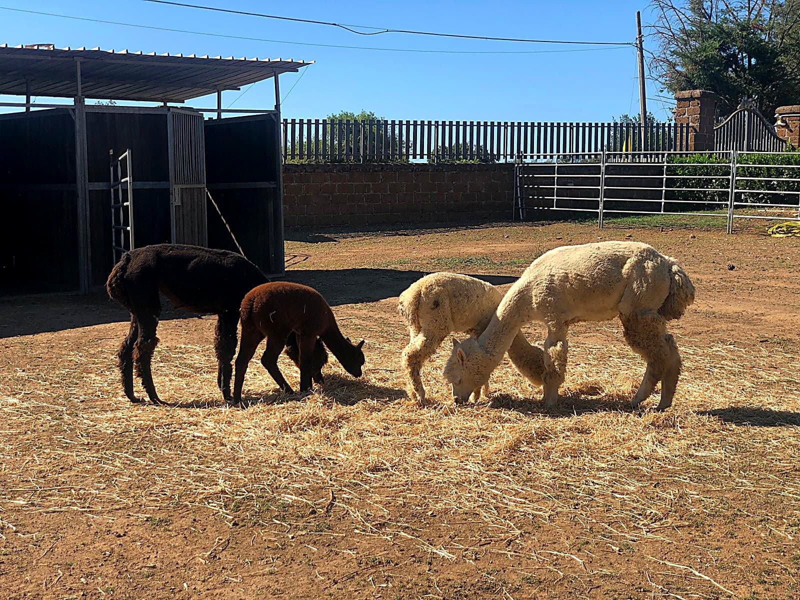 Farm Visit with the Animals